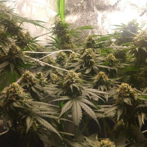Pineapple Express growlog timeline photo