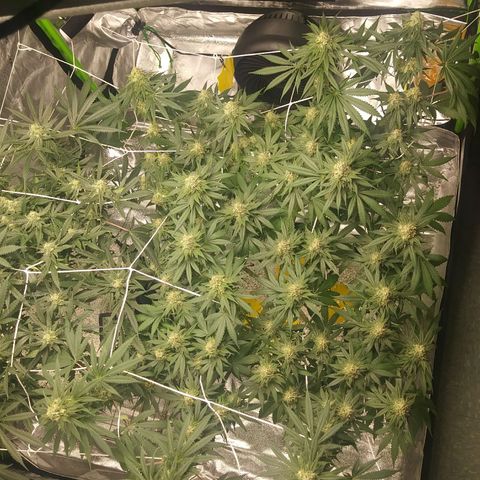 Pineapple Express growlog timeline photo