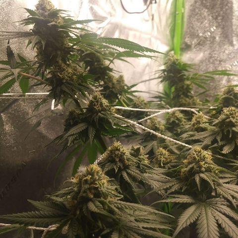 Pineapple Express growlog timeline photo