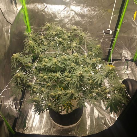 Pineapple Express growlog timeline photo