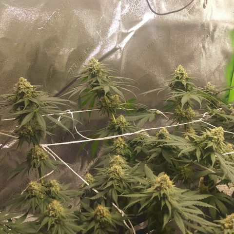 Pineapple Express growlog timeline photo