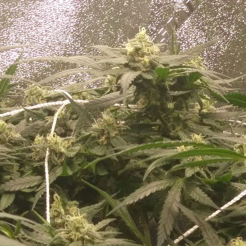 Green Cush growlog timeline photo