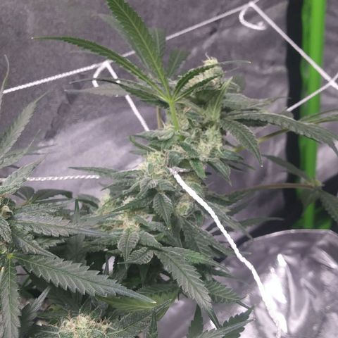 Green Cush growlog timeline photo