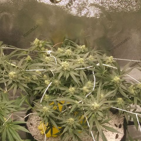 Green Cush growlog timeline photo