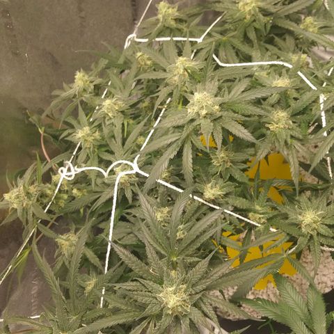 Green Cush growlog timeline photo