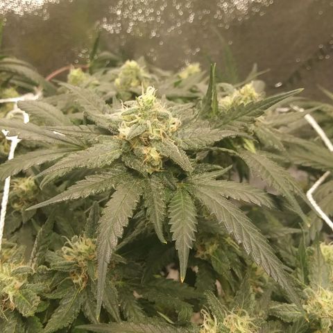 Green Cush growlog timeline photo