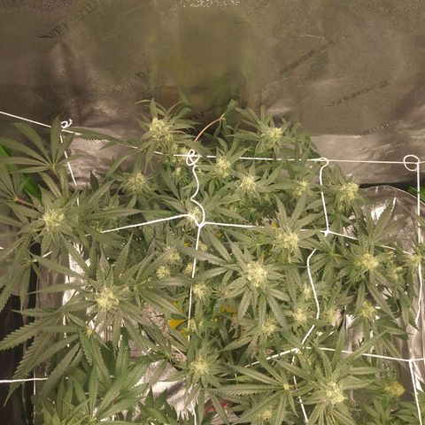 Green Cush growlog timeline photo