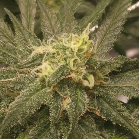 Green Cush growlog timeline photo