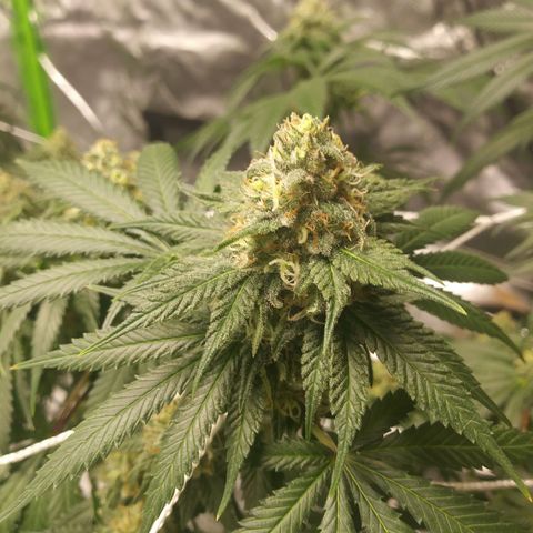 Pineapple Express growlog timeline photo
