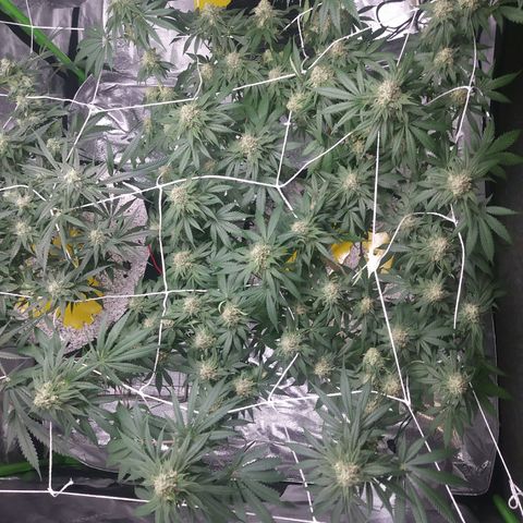 Pineapple Express growlog timeline photo