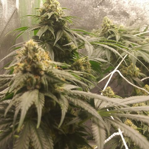 Pineapple Express growlog timeline photo
