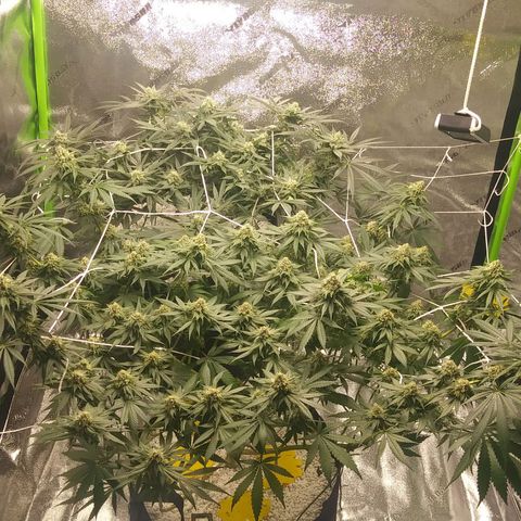 Pineapple Express growlog timeline photo