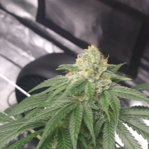 Pineapple Express growlog timeline photo