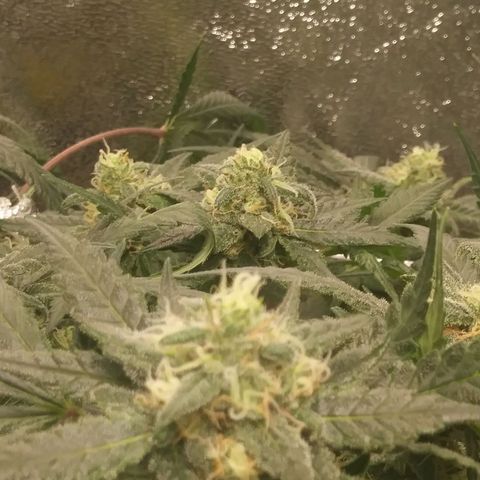 Green Cush growlog timeline photo