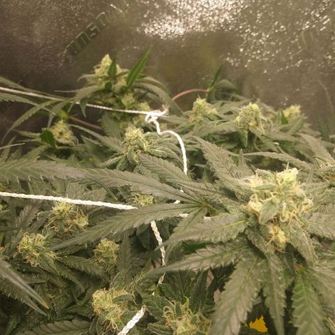 Green Cush growlog timeline photo