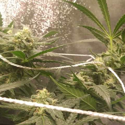 Green Cush growlog timeline photo
