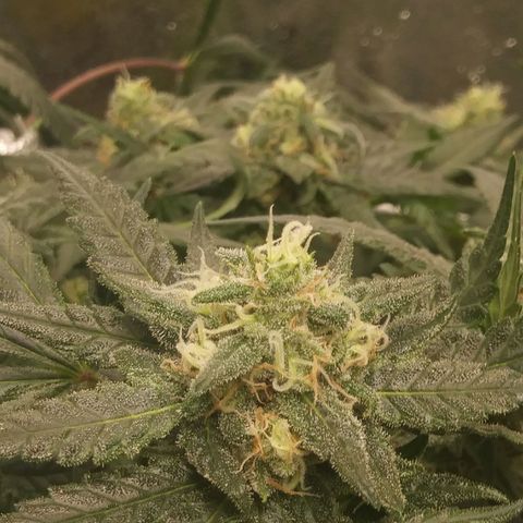 Green Cush growlog timeline photo