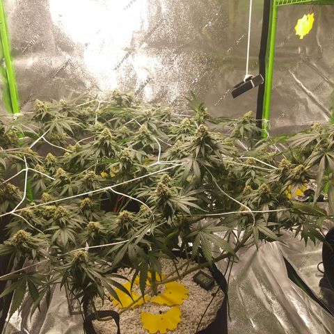 Pineapple Express growlog timeline photo