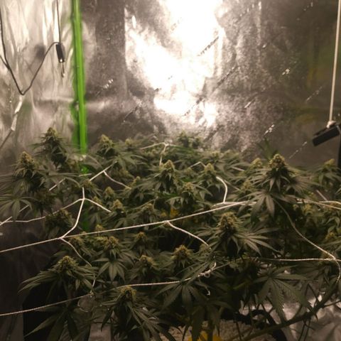 Pineapple Express growlog timeline photo