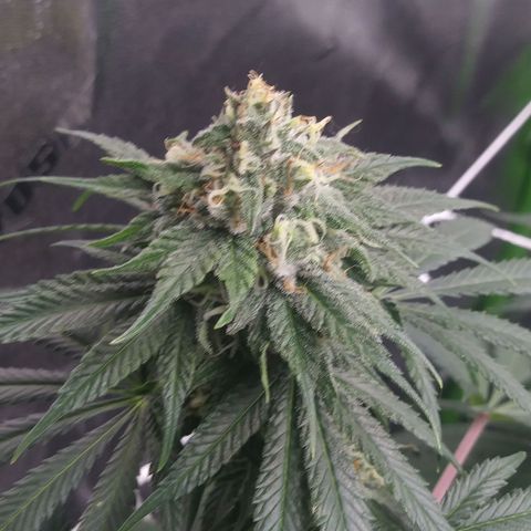 Pineapple Express growlog timeline photo