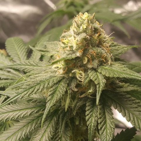Pineapple Express growlog timeline photo