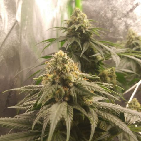 Pineapple Express growlog timeline photo