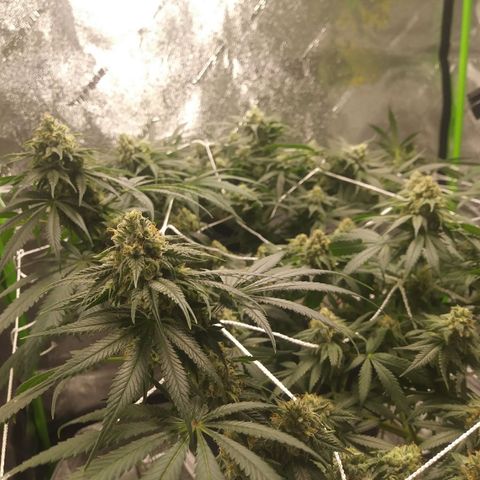 Pineapple Express growlog timeline photo
