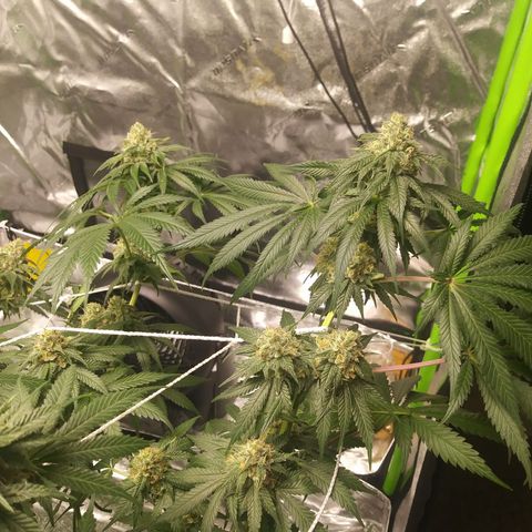 Pineapple Express growlog timeline photo