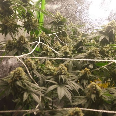 Pineapple Express growlog timeline photo
