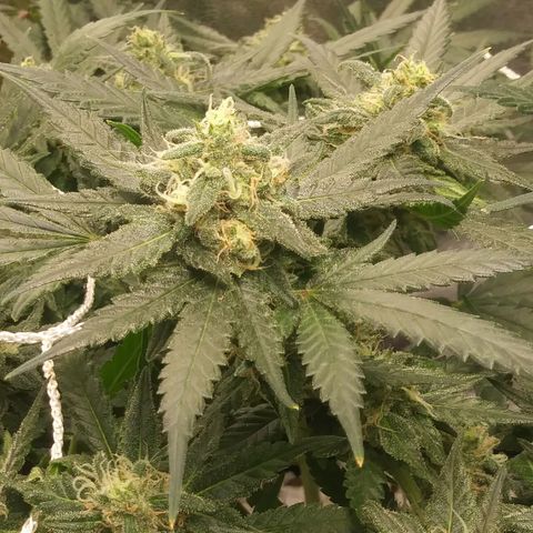 Green Cush growlog timeline photo