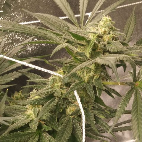 Green Cush growlog timeline photo