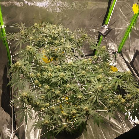 Green Cush growlog timeline photo