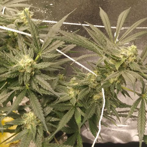 Green Cush growlog timeline photo