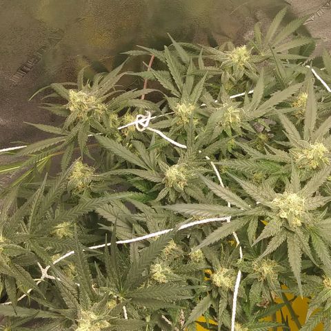Green Cush growlog timeline photo