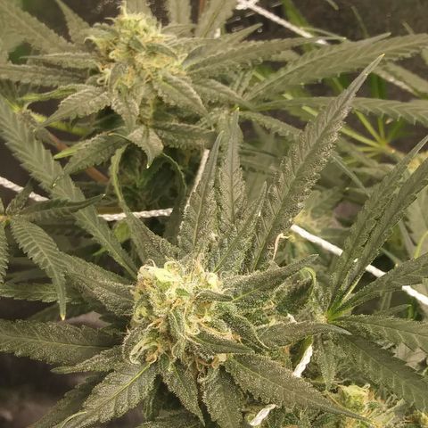 Green Cush growlog timeline photo