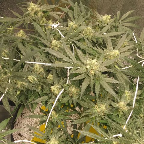 Green Cush growlog timeline photo