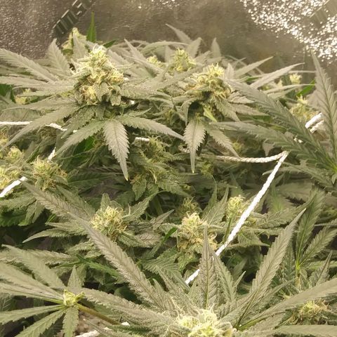 Green Cush growlog timeline photo