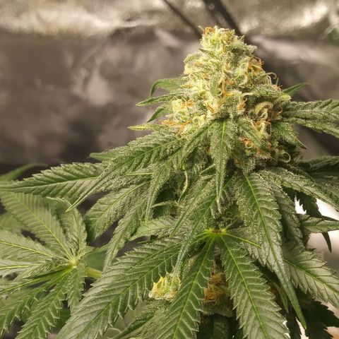 Pineapple Express growlog timeline photo