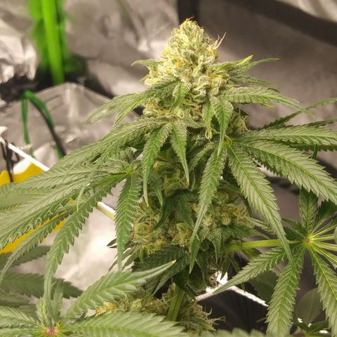 Pineapple Express growlog timeline photo