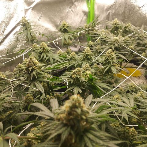 Pineapple Express growlog timeline photo