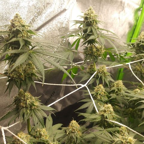 Pineapple Express growlog timeline photo