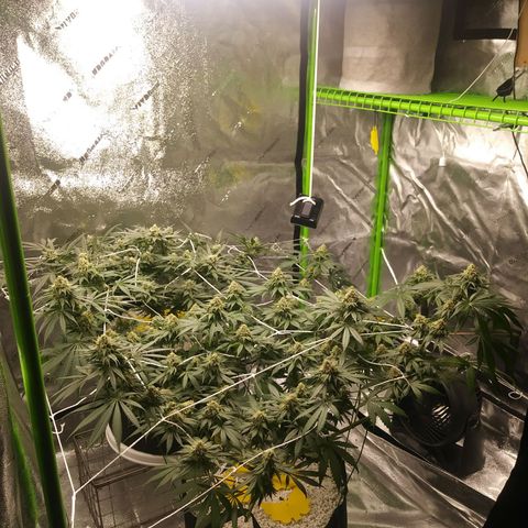 Pineapple Express growlog timeline photo