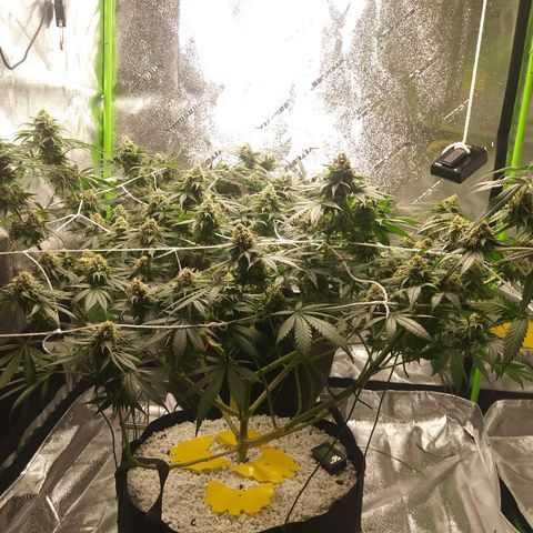 Pineapple Express growlog timeline photo