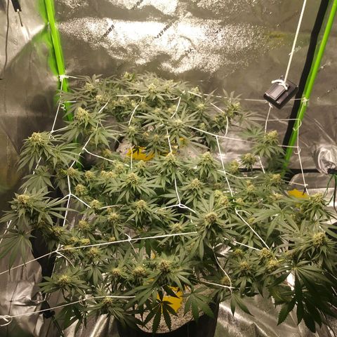 Pineapple Express growlog timeline photo