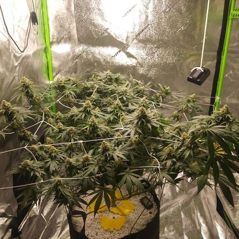 Pineapple Express growlog timeline photo