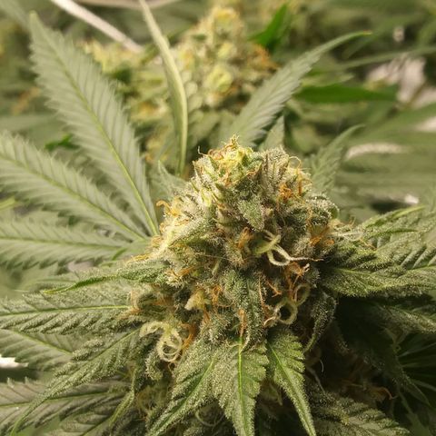 Pineapple Express growlog timeline photo