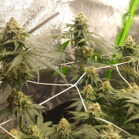 Pineapple Express growlog timeline photo
