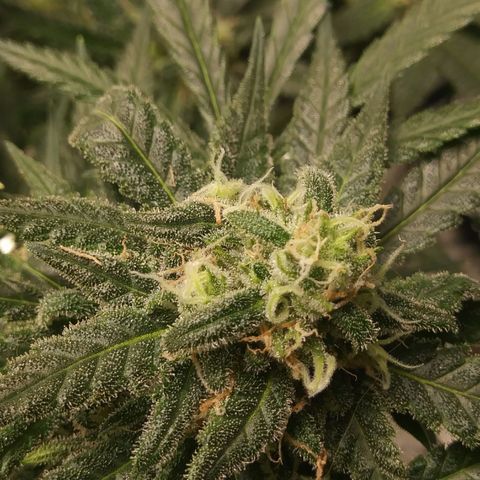 Green Cush growlog timeline photo
