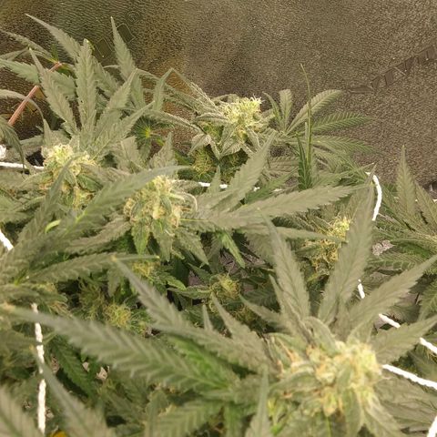 Green Cush growlog timeline photo