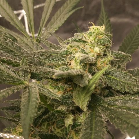 Green Cush growlog timeline photo